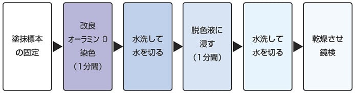 改良オーラミンＯ 染色キット｜使用方法