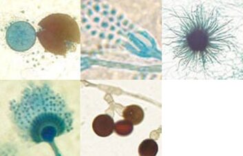 真菌学教育用標本スライド